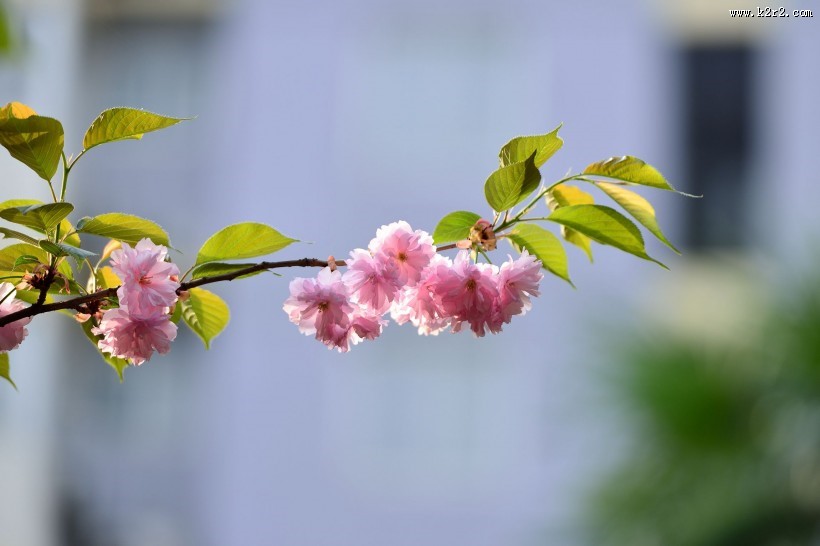 粉色的樱花图片