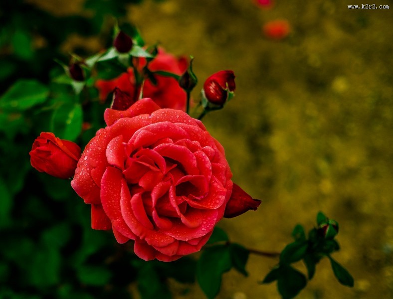 月季花图片大全