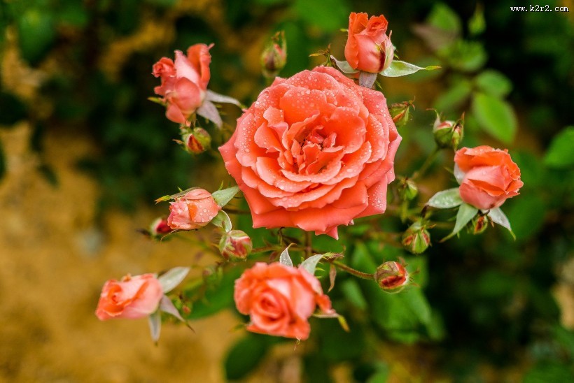 月季花图片大全