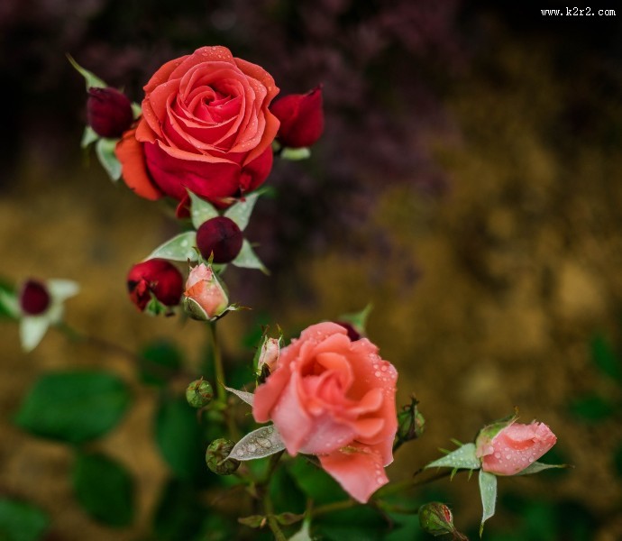 月季花图片大全