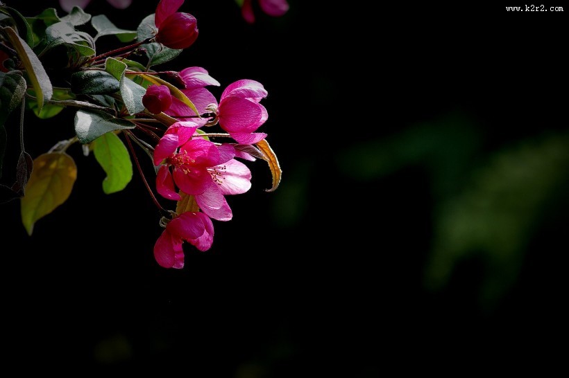 海棠花图片大全