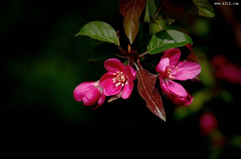 海棠花图片大全