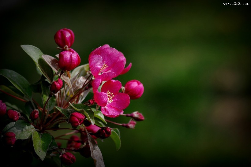 海棠花图片大全