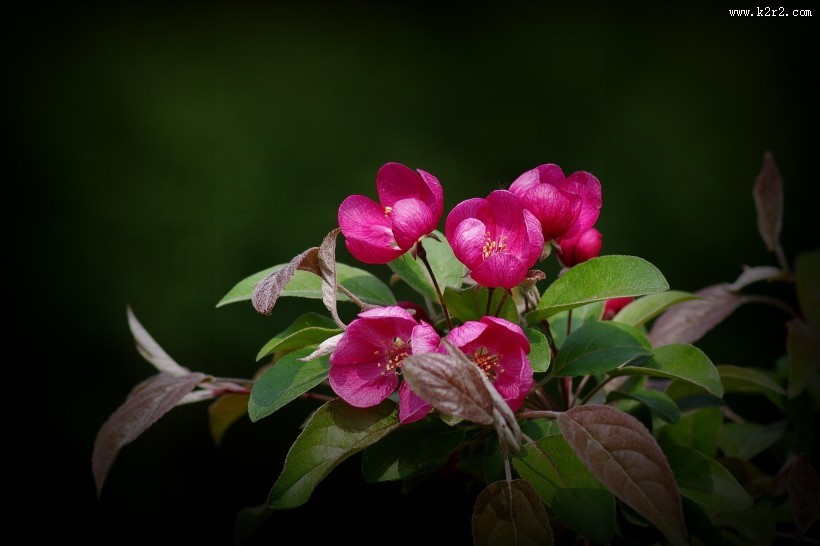 海棠花图片大全