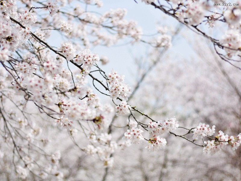 春日樱花图片