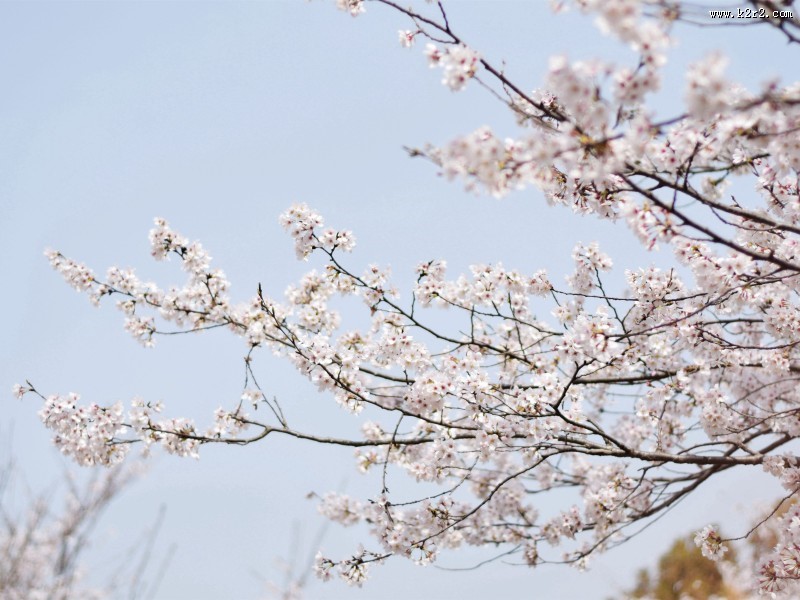 春日樱花图片