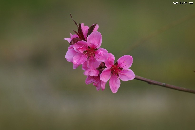 艳丽桃花图片