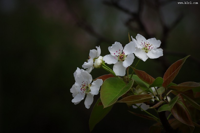 白色梨花图片大全