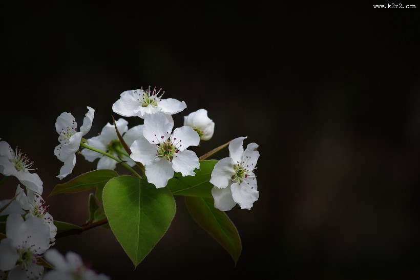 白色梨花图片大全