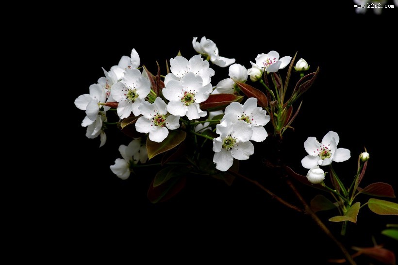 白色梨花图片大全