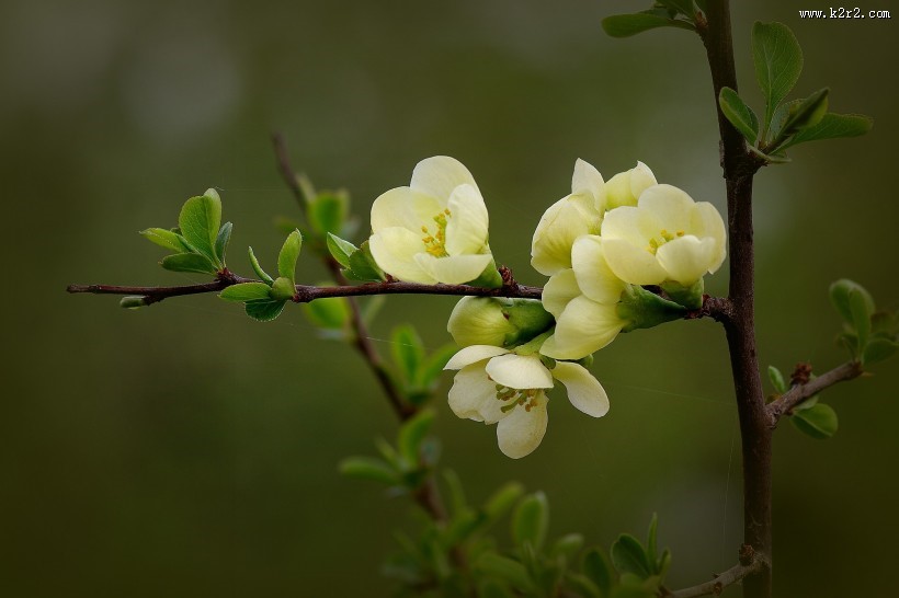 绿色贴梗海棠图片