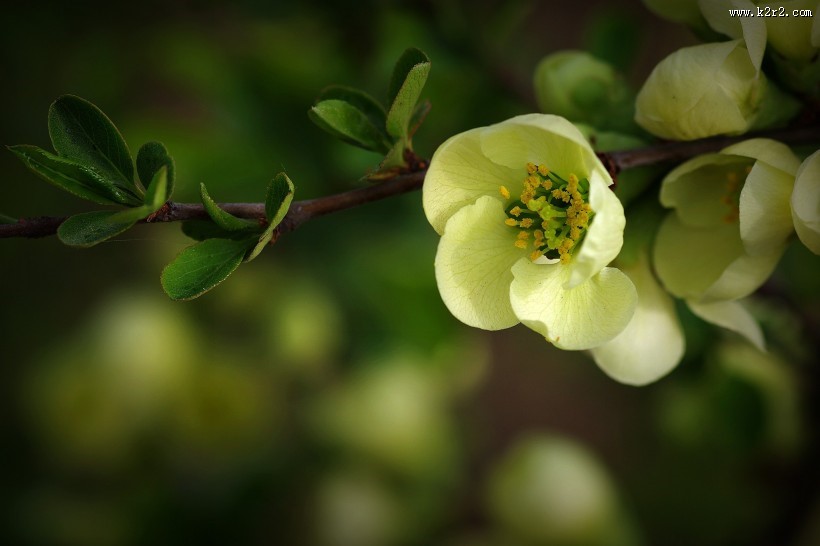 绿色贴梗海棠图片