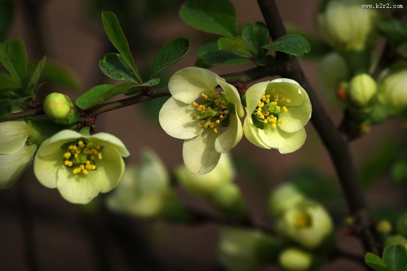 绿色贴梗海棠图片