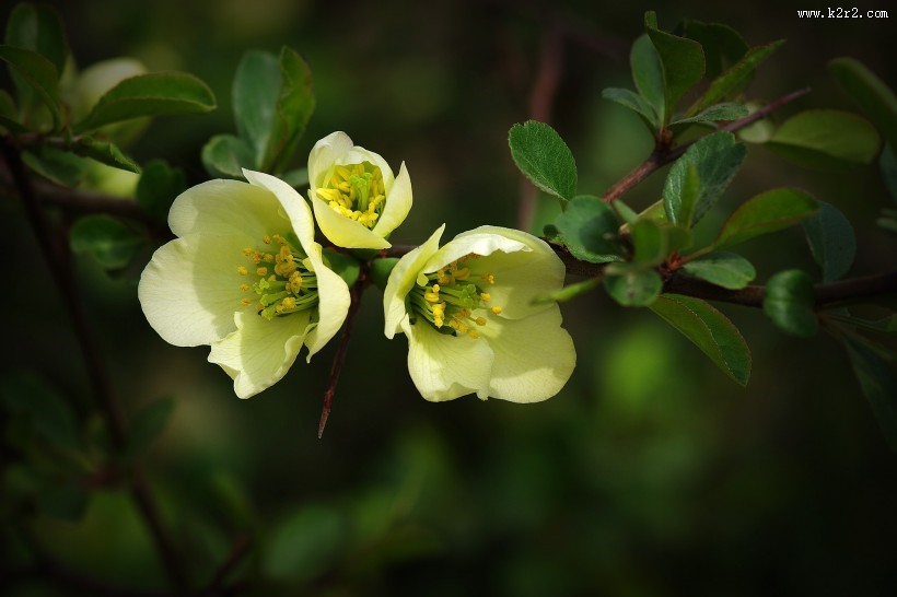 绿色贴梗海棠图片