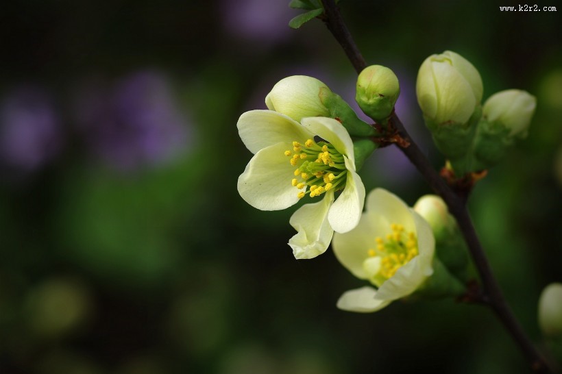 绿色贴梗海棠图片