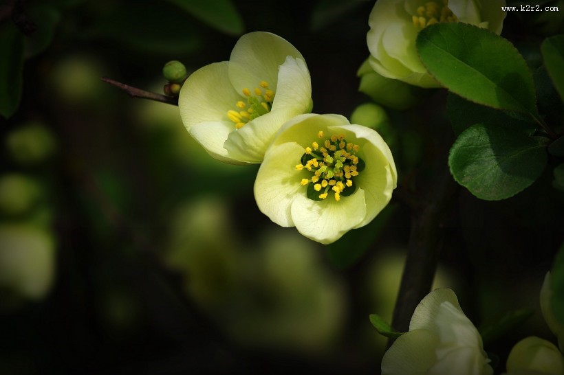 绿色贴梗海棠图片