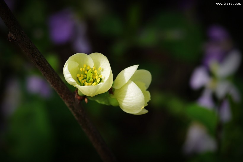 绿色贴梗海棠图片