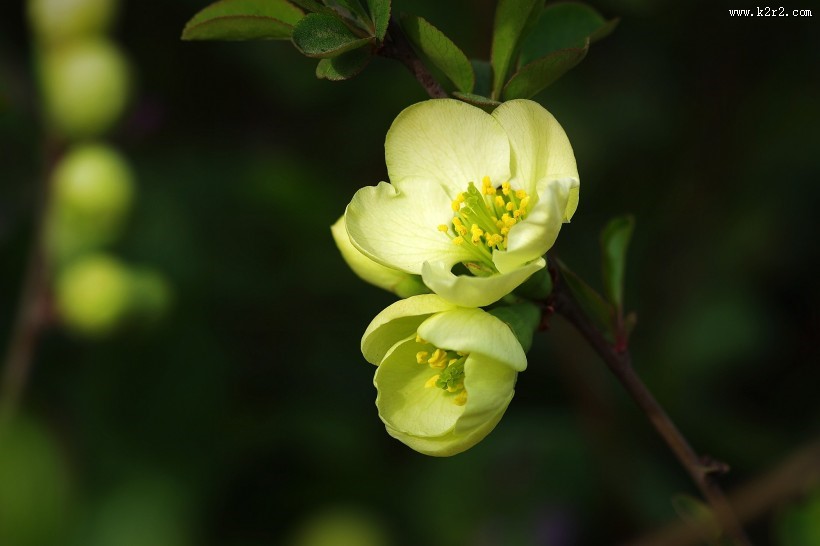 绿色贴梗海棠图片