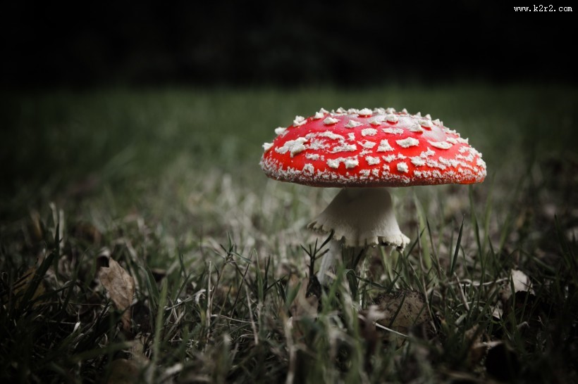 红色蘑菇图片
