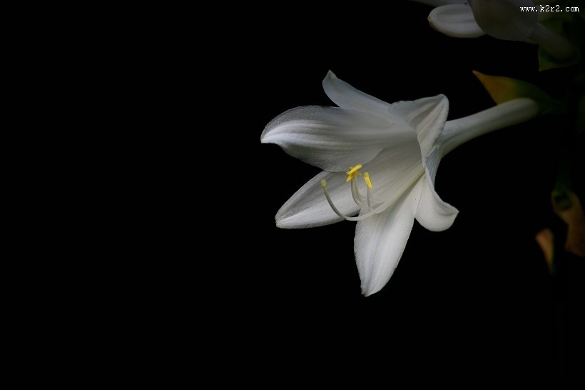 白色玉簪花图片