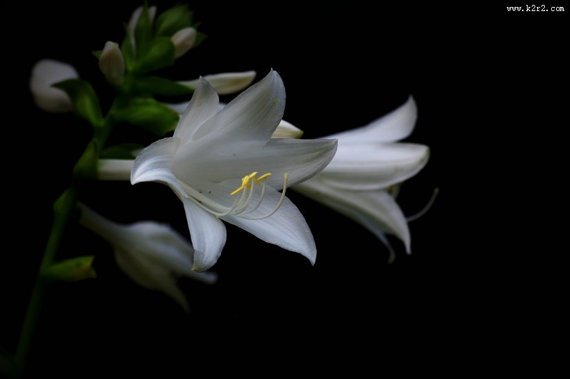 白色玉簪花图片