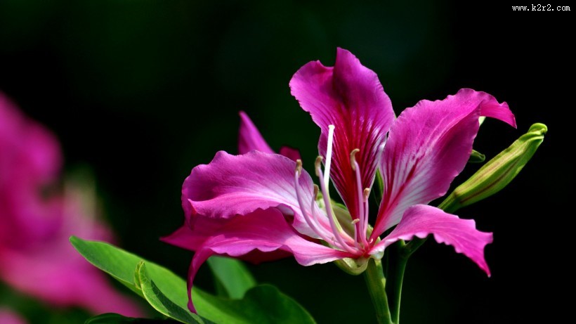 紫荆花图片大全