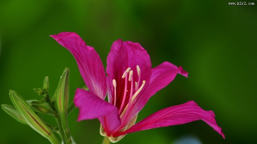 紫荆花图片大全