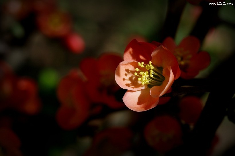 橙色贴梗海棠图片