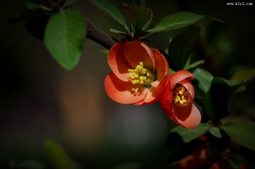 橙色贴梗海棠图片