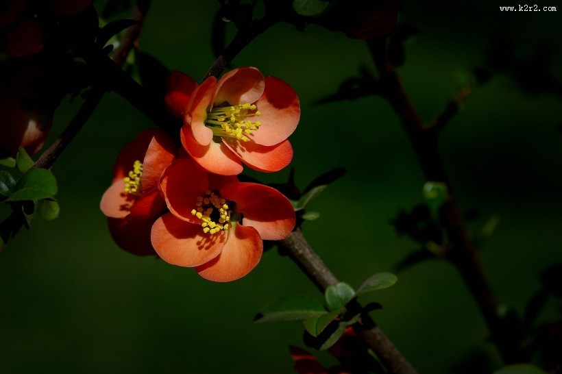 橙色贴梗海棠图片