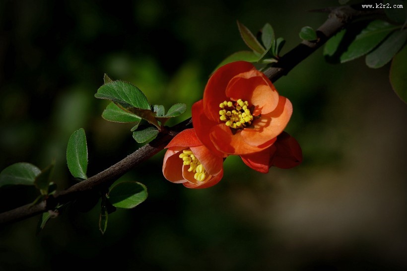 橙色贴梗海棠图片