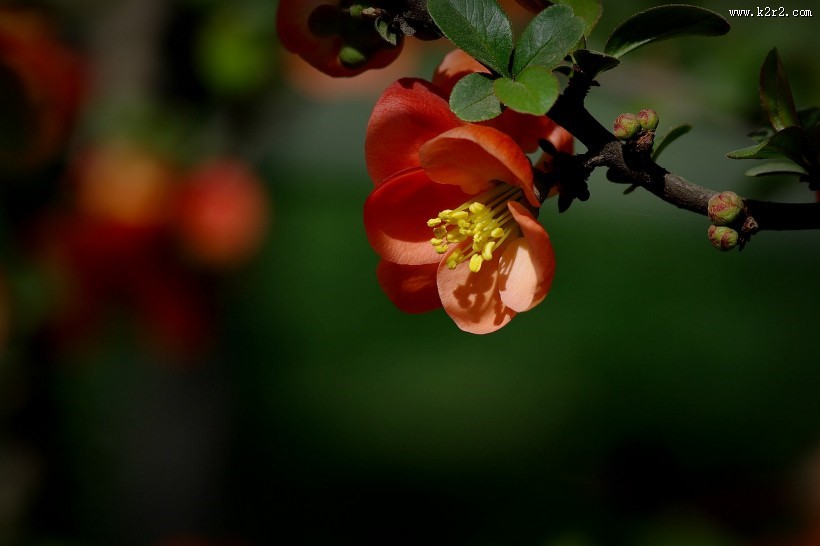 橙色贴梗海棠图片