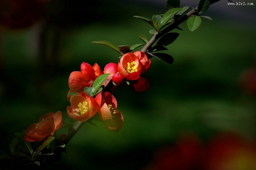 橙色贴梗海棠图片