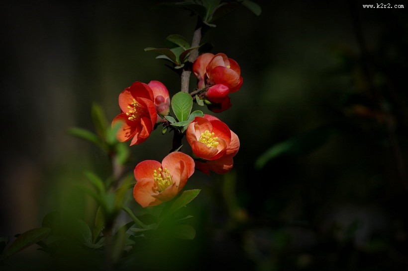 橙色贴梗海棠图片