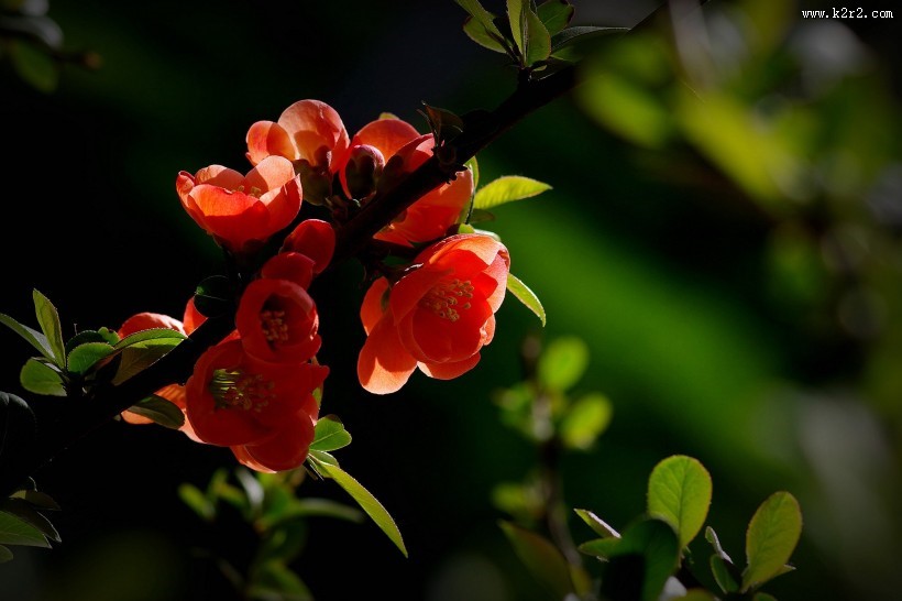 橙色贴梗海棠图片