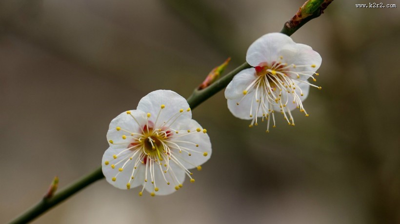 白色梅花图片_腊梅图片