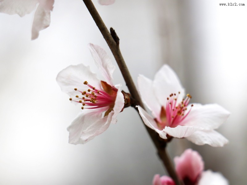 春日桃花图片大全