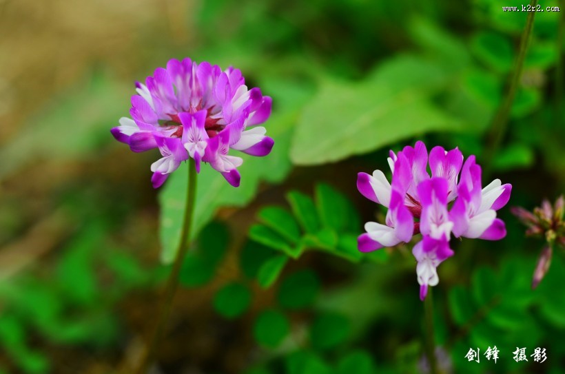 紫色苜蓿花图片大全