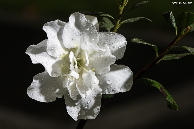 映山红杜鹃花图片