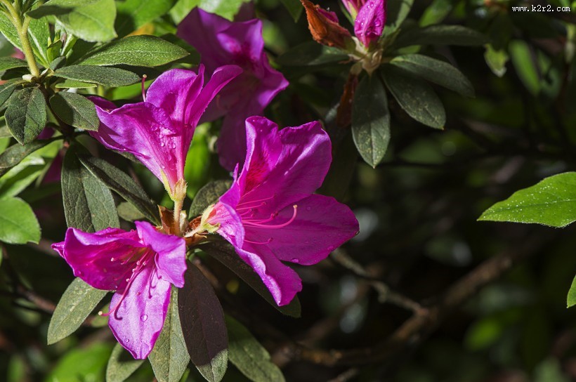 映山红杜鹃花图片
