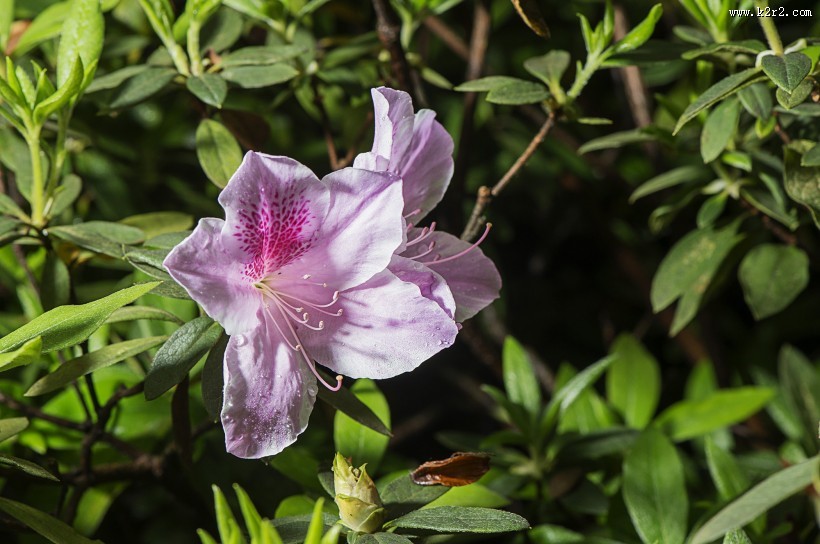 映山红杜鹃花图片