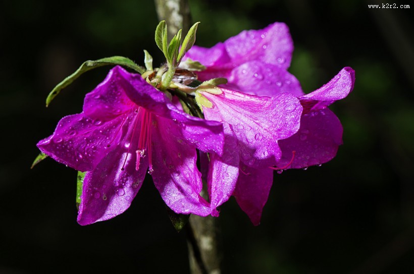 映山红杜鹃花图片