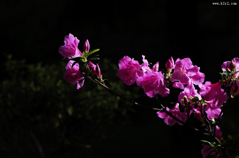 映山红杜鹃花图片