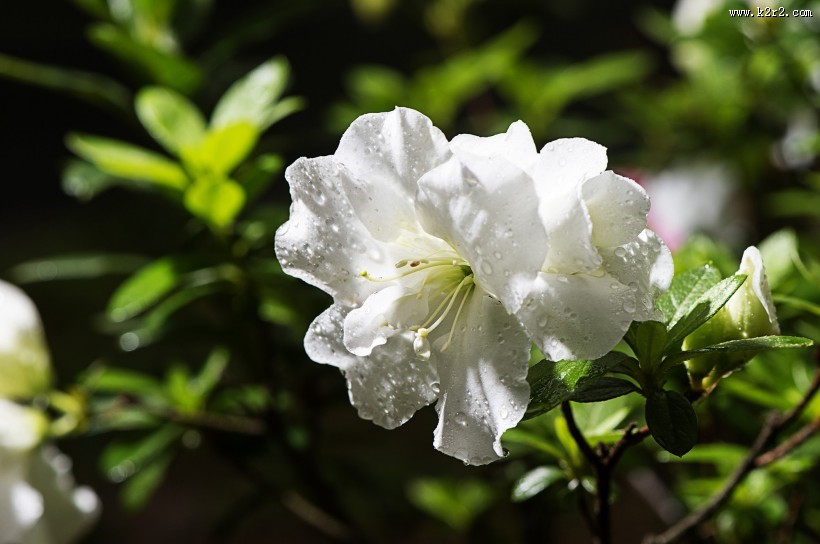 映山红杜鹃花图片