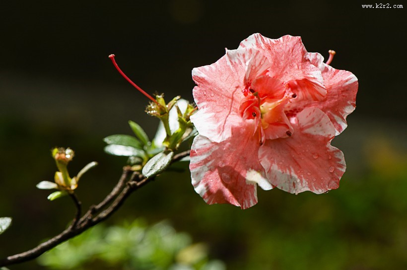 映山红杜鹃花图片
