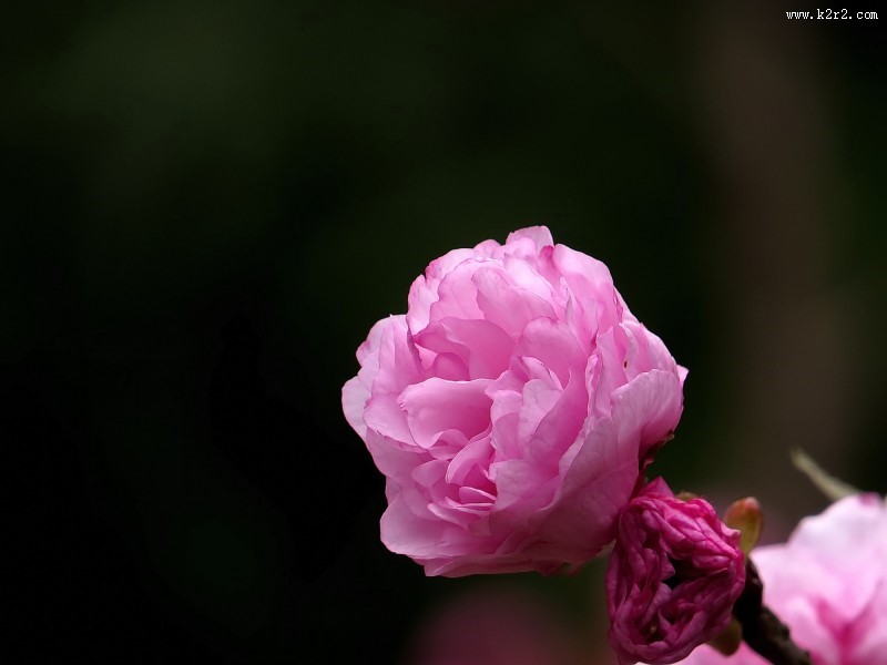 唯美的樱花图片