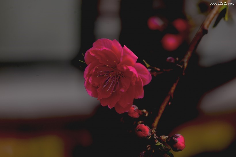 好看的粉红色桃花图片