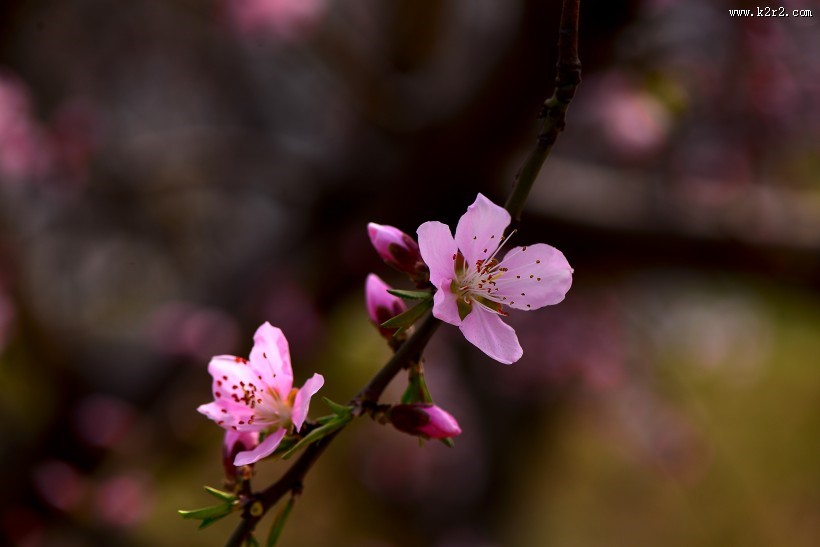 好看的粉红色桃花图片