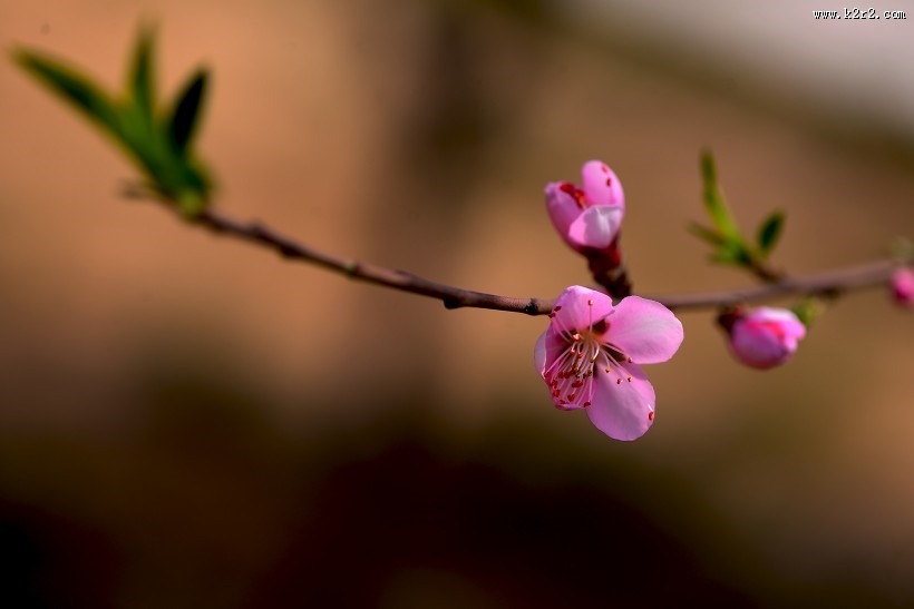 好看的粉红色桃花图片