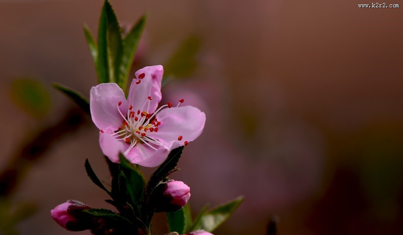 好看的粉红色桃花图片